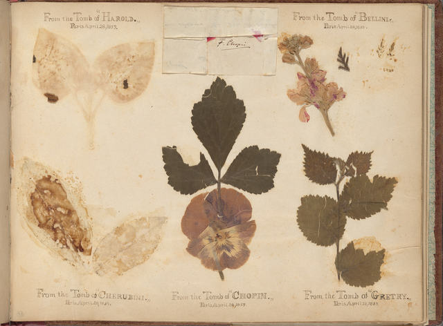 Page of pressed specimens in an album of botanical souvenirs